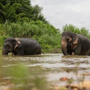 ec-unseen-the-gentle-giant-encounter-feed-and-observation