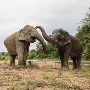 ec-half-day-elephant-encounters-a-day-with-thailand-gentle-giants