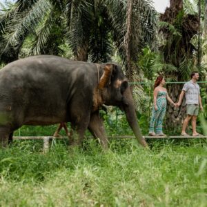 ec-feed-and-walk-with-elephant