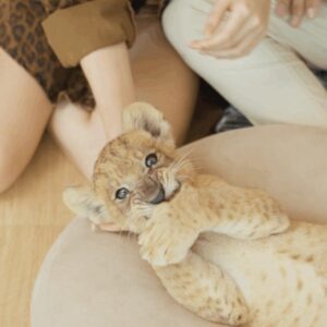 lion-land-nursery-experience