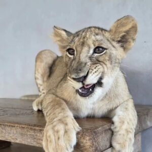 lion-land-combo-2-2-lion-sizes