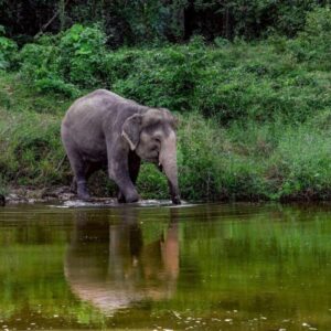 bep-half-day-elephant-nature