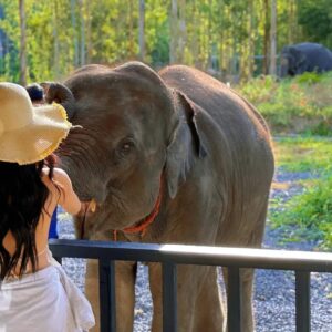 pec-explore-with-elephant